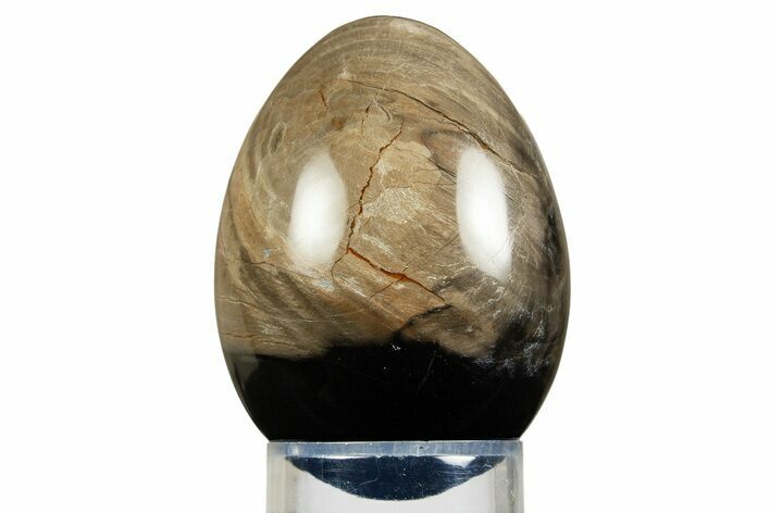 Polished Petrified Wood Egg - California #309026